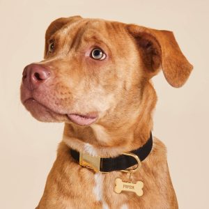 Onyx Dog Collar - Image 4