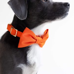 Cider Dog Collar - Image 5
