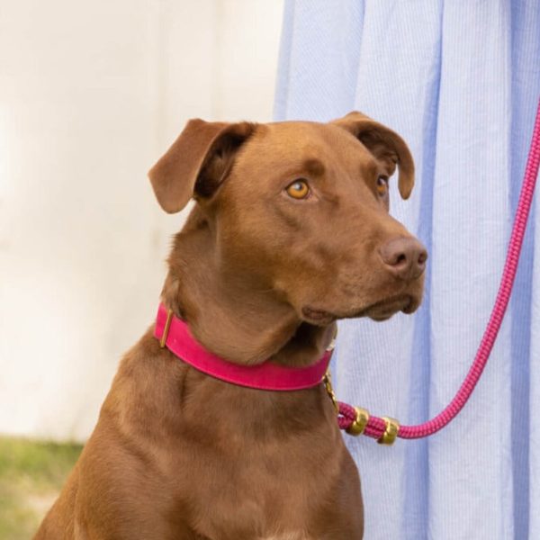 Hot Pink Dog Collar - Image 6