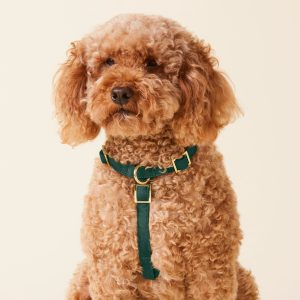 Evergreen Dog Harness - Image 4