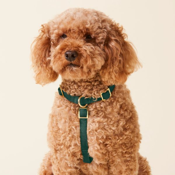 Evergreen Dog Harness - Image 4