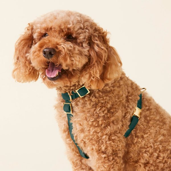 Evergreen Dog Harness - Image 5