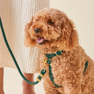 Evergreen Dog Harness - Image 10