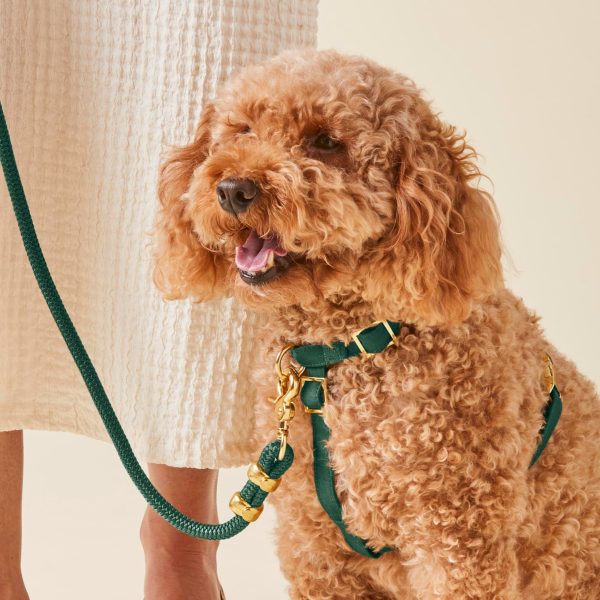 Evergreen Dog Harness - Image 10
