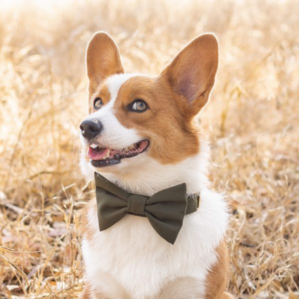 Olive Bow Tie Collar - Image 4