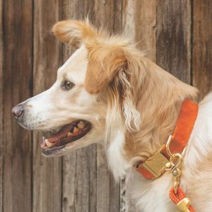 Cider Dog Collar - Image 4