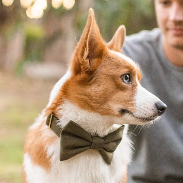 Olive Bow Tie Collar - Image 5