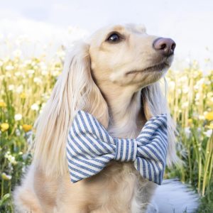 Lake Blue Stripe Bow Tie Collar - Image 4