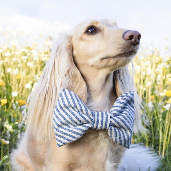 Lake Blue Stripe Bow Tie Collar - Image 4