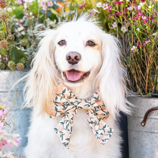 Peaches and Cream Lady Bow Collar - Image 4