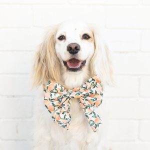 Peaches and Cream Lady Bow Collar - Image 5