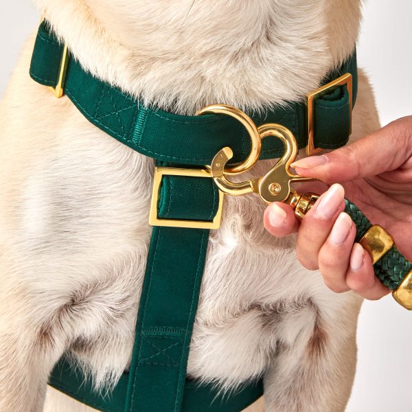 Evergreen Dog Harness - Image 8