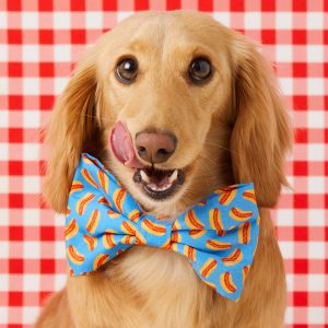 Hot Diggity Bow Tie Collar - Image 4
