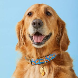 Hot Diggity Dog Collar - Image 5