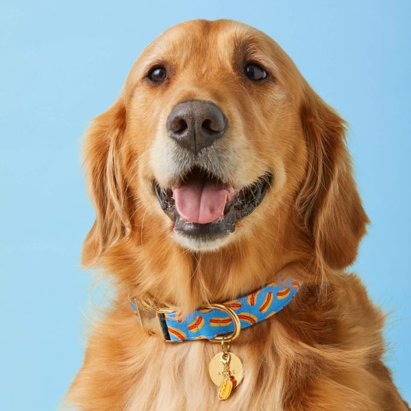 Hot Diggity Dog Collar - Image 5