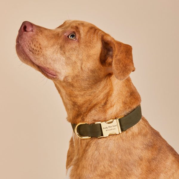 Olive Dog Collar - Image 5