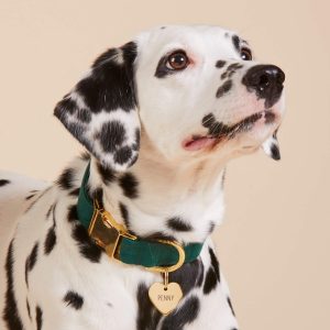 Evergreen Dog Collar - Image 5