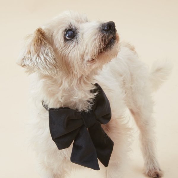Black Velvet Lady Bow Collar - Image 5