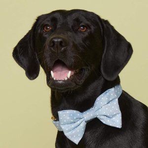 Chambray Dots Bow Tie Collar - Image 9