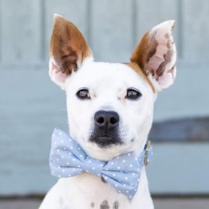 Chambray Dots Bow Tie Collar - Image 8