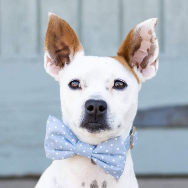Chambray Dots Bow Tie Collar - Image 8