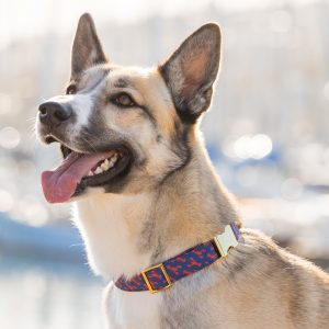 Catch of the Day Dog Collar - Image 4