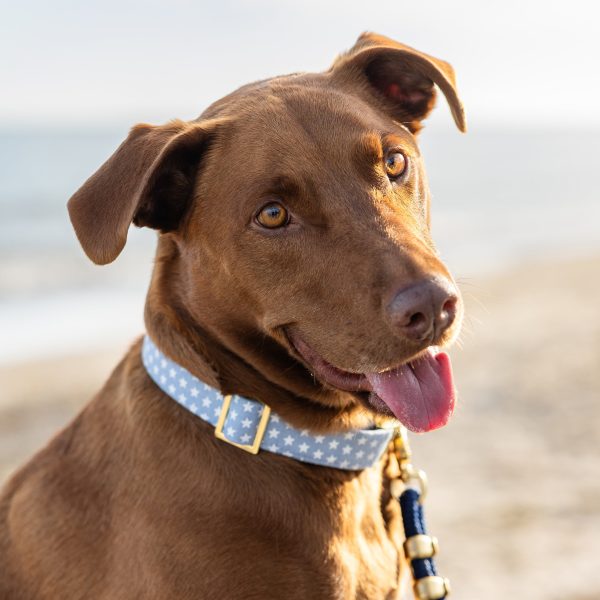 Liberty Dog Collar - Image 4