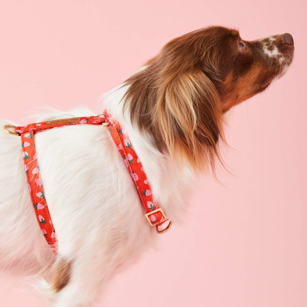 Berry Sweet Dog Harness - Image 5