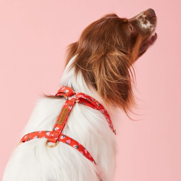 Berry Sweet Dog Harness - Image 4
