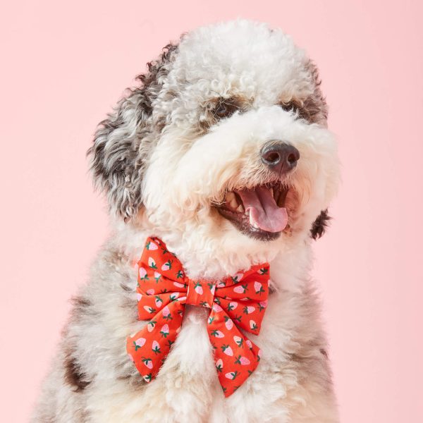 Berry Sweet Lady Bow Collar - Image 4