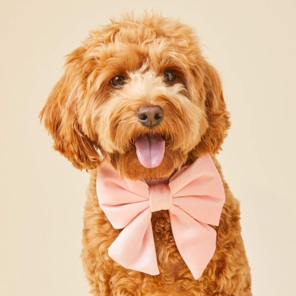 Blush Pink Velvet Lady Bow Collar - Image 3