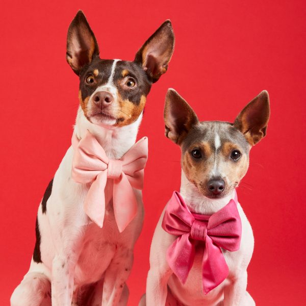 Hot Pink Velvet Lady Bow Collar - Image 6