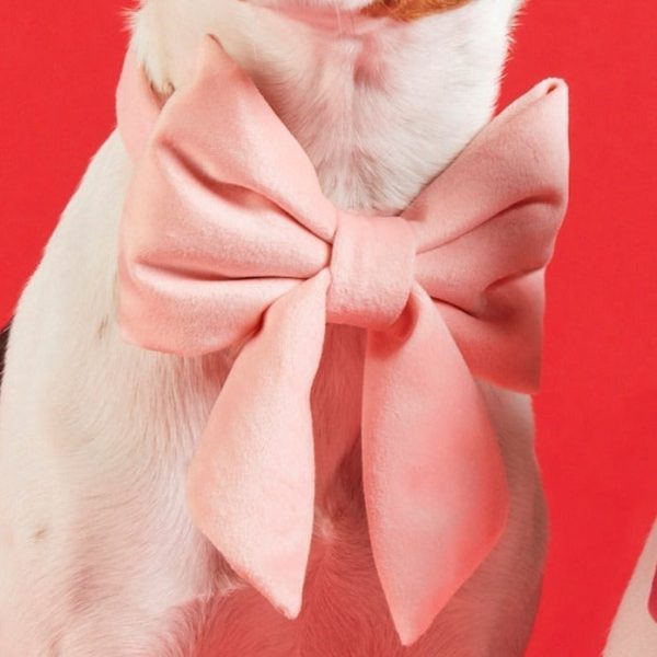 Blush Pink Velvet Lady Bow Collar - Image 4