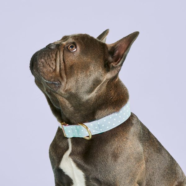 Chambray Dots Dog Collar - Image 4
