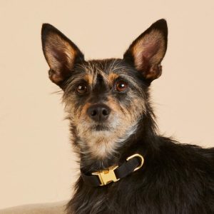 Onyx Dog Collar - Image 5