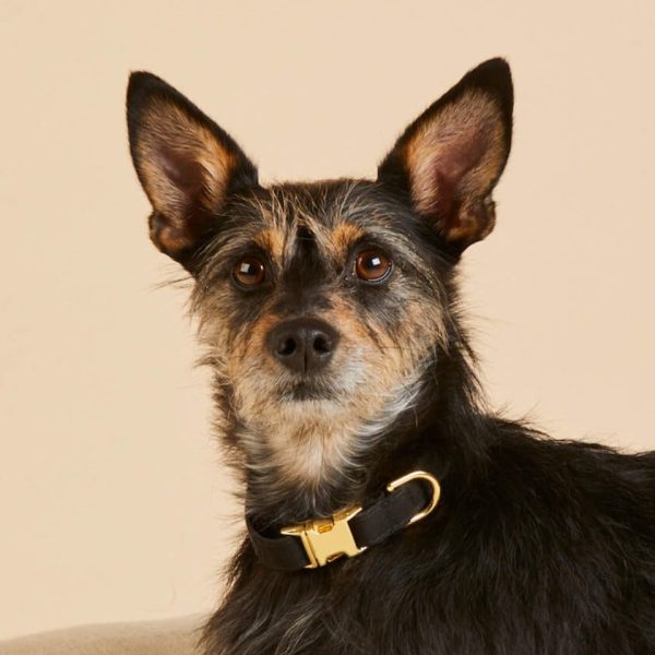 Onyx Dog Collar - Image 5