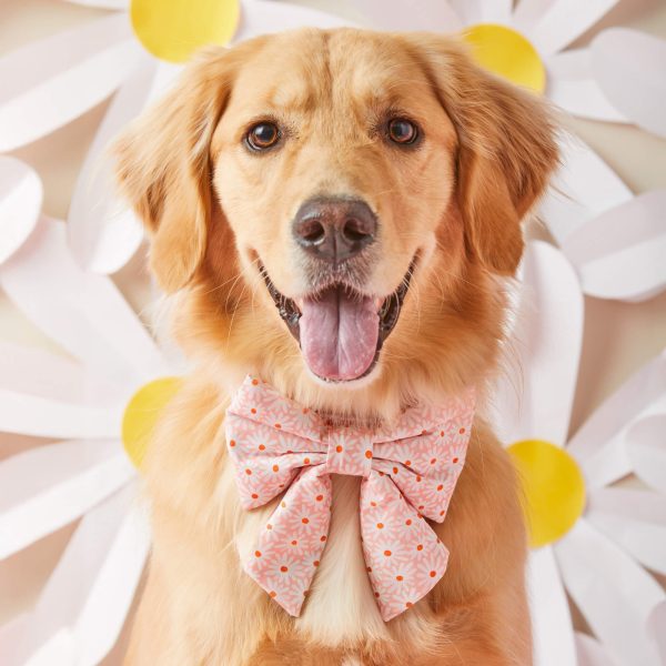 Fresh as a Daisy Lady Bow Collar - Image 4