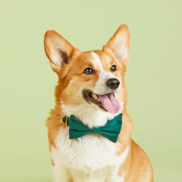 Evergreen Bow Tie Collar - Image 5