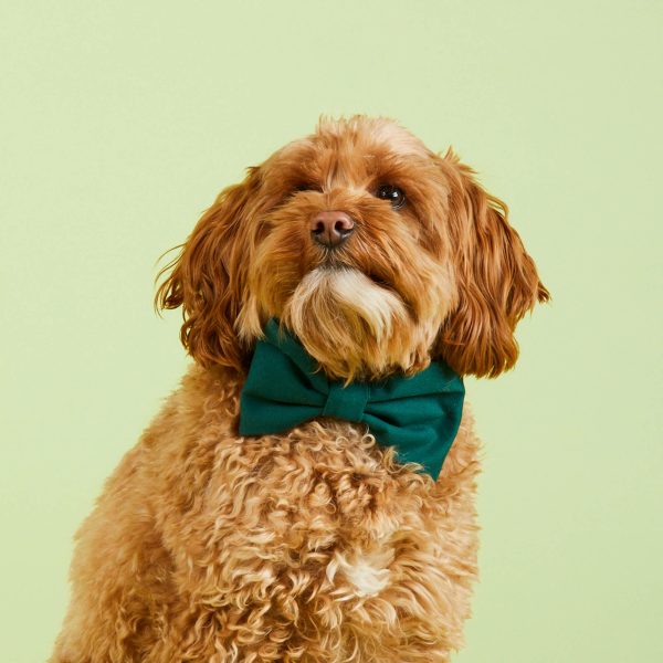 Evergreen Bow Tie Collar - Image 4