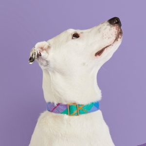 Fable Plaid Flannel Dog Collar - Image 4