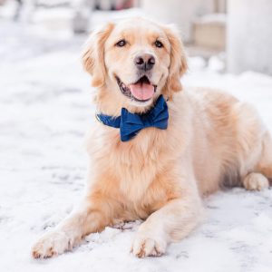 Navy Velvet Bow Tie Collar - Image 4