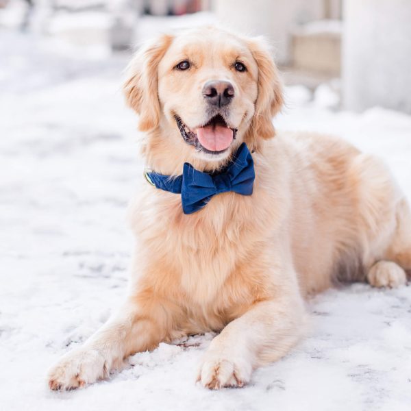 Navy Velvet Bow Tie Collar - Image 4