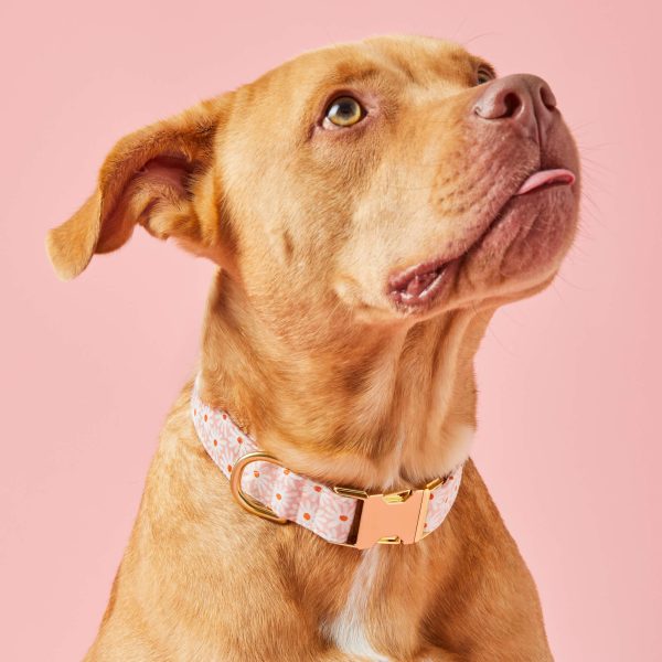Fresh as a Daisy Dog Collar - Image 5