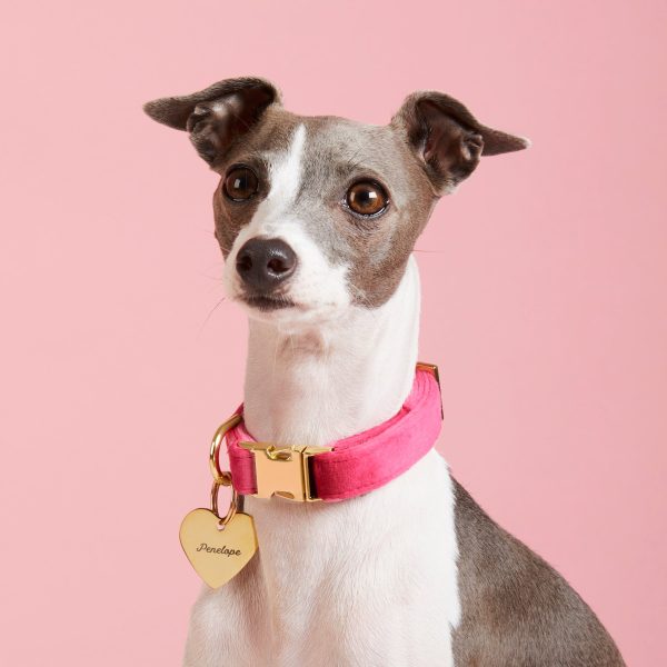 Hot Pink Velvet Dog Collar - Image 4