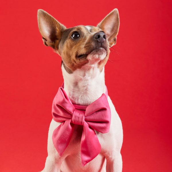 Hot Pink Velvet Lady Bow Collar - Image 4