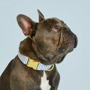 Lake Blue Stripe Dog Collar - Image 5
