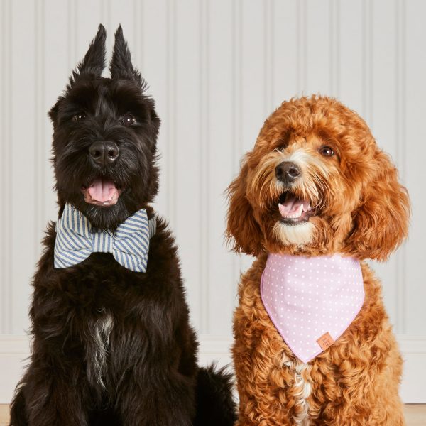 Lake Blue Stripe Bow Tie Collar - Image 5