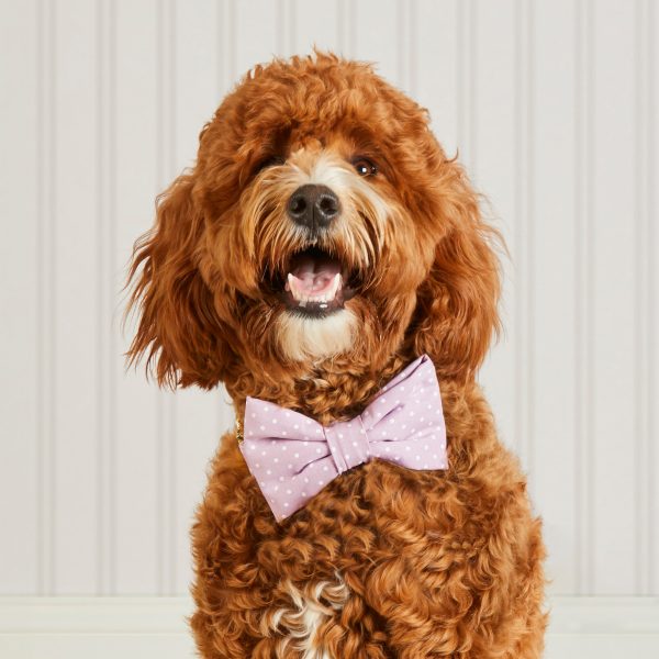 Lavender Dots Bow Tie Collar - Image 4