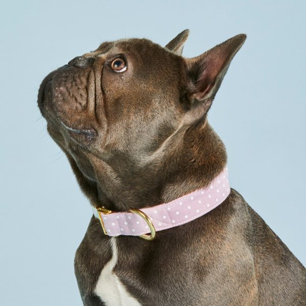 Lavender Dots Dog Collar - Image 4