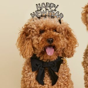Black Velvet Lady Bow Collar - Image 4